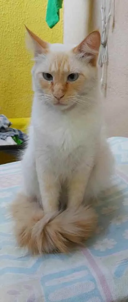 Gato raça SRD idade 2 a 6 meses nome Alfredo 