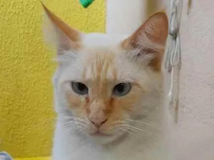 Gato raça SRD idade 2 a 6 meses nome Alfredo 