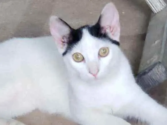 Gato raça SRD idade 2 a 6 meses nome Suspiro