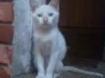 palmito