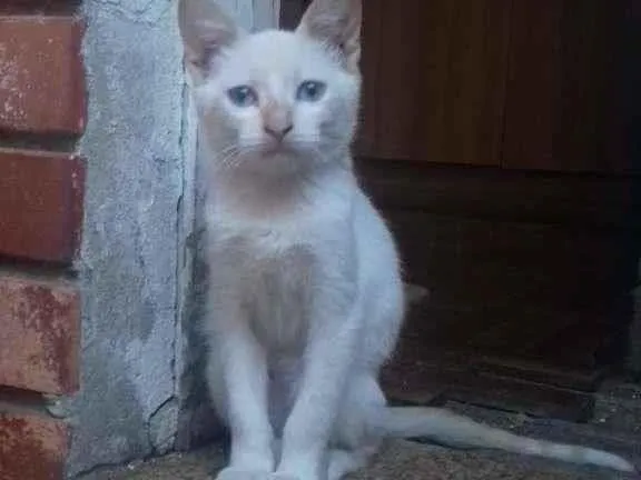 Gato raça  idade 2 a 6 meses nome palmito