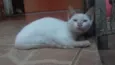 panqueca