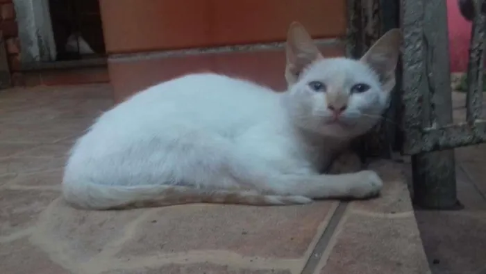 Gato raça  idade 2 a 6 meses nome panqueca