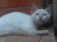 panqueca