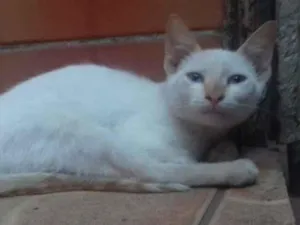 Gato raça  idade 2 a 6 meses nome panqueca
