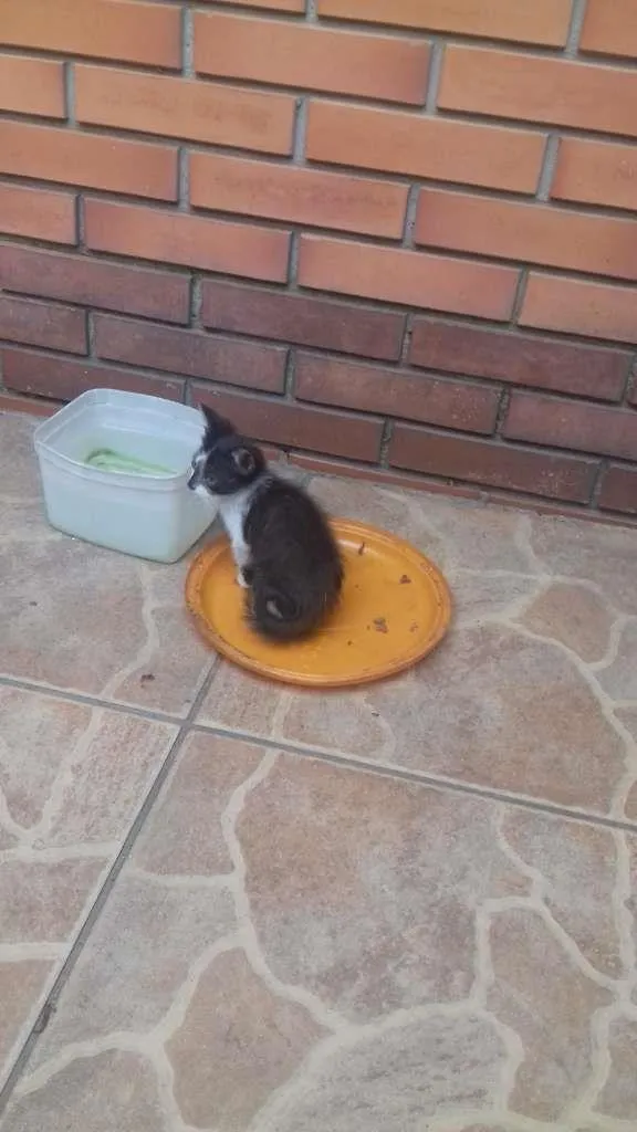 Gato raça  idade 2 a 6 meses nome frajola