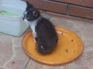 Gato raça  idade 2 a 6 meses nome frajola
