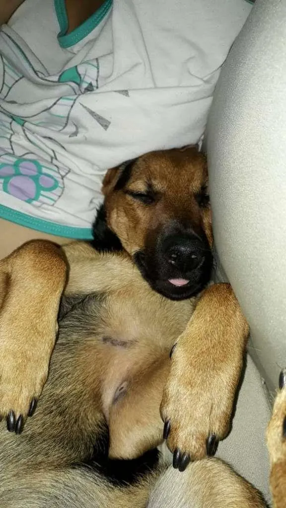 Cachorro raça SRD-ViraLata idade 2 a 6 meses nome Joey