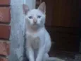 palmito