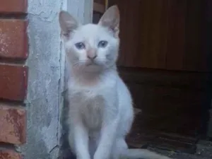 Gato raça  idade 2 a 6 meses nome palmito