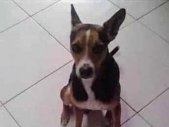Cachorro ra a VIRA LATA idade 3 anos nome BOB