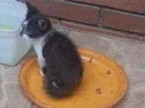Gato raça  idade 2 a 6 meses nome frajola