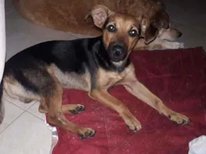 Cachorro raça SRD-ViraLata idade 2 a 6 meses nome Joey