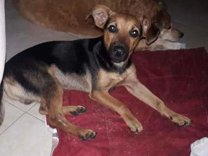 Cachorro raça SRD-ViraLata idade 2 a 6 meses nome Joey