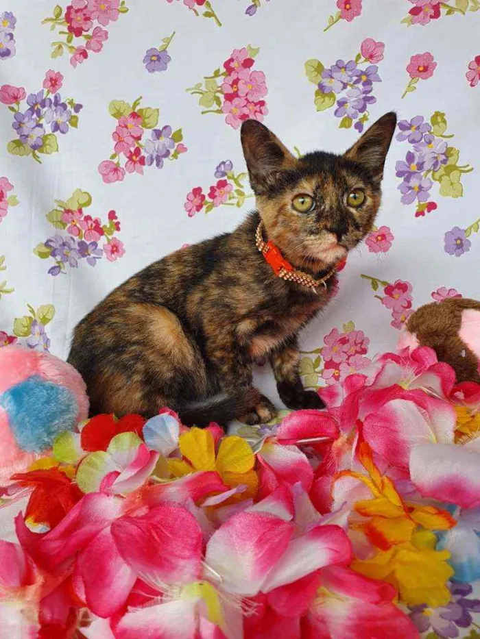 Gato ra a SRD idade 2 a 6 meses nome LIZZIE