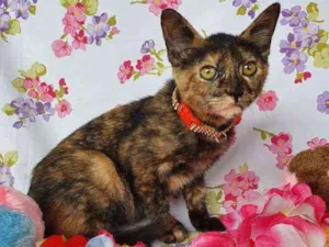 Gato raça SRD idade 2 a 6 meses nome LIZZIE