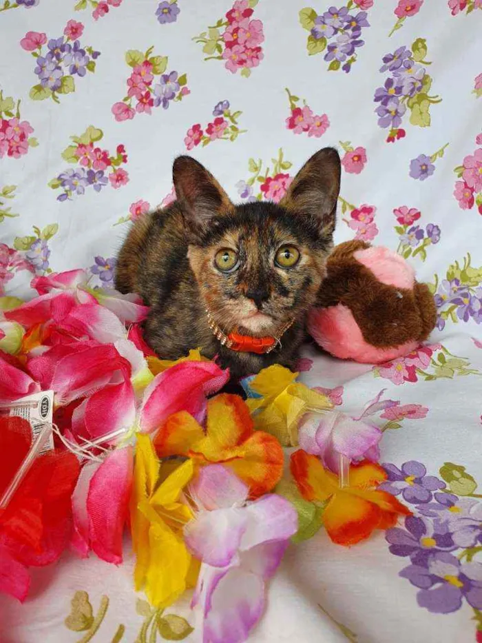Gato ra a SRD idade 2 a 6 meses nome LIZZIE