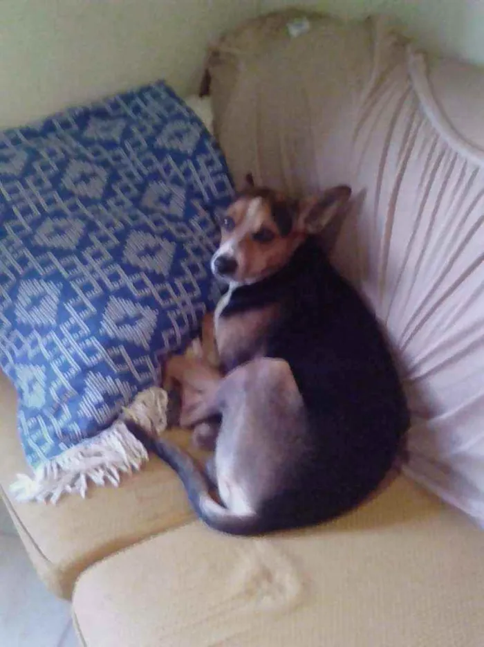 Cachorro ra a VIRA LATA idade 3 anos nome BOB