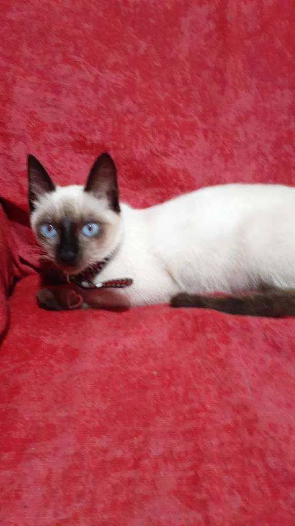 Gato raça Siamesa idade 2 a 6 meses nome Mimme