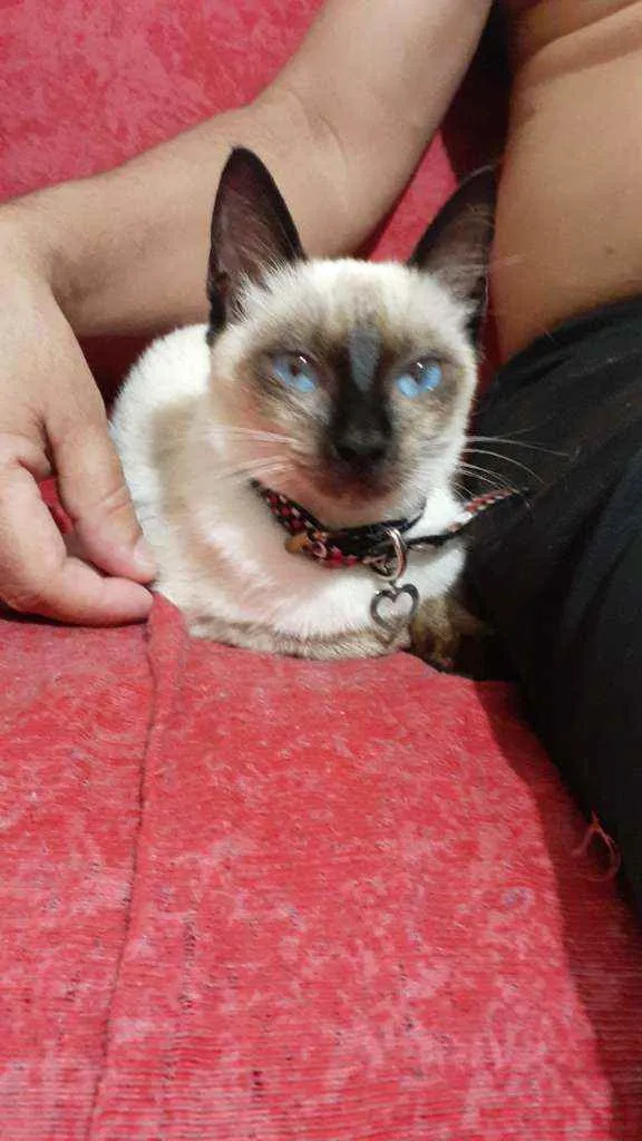 Gato raça Siamesa idade 2 a 6 meses nome Mimme