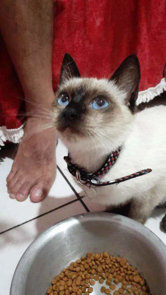 Gato raça Siamesa idade 2 a 6 meses nome Mimme