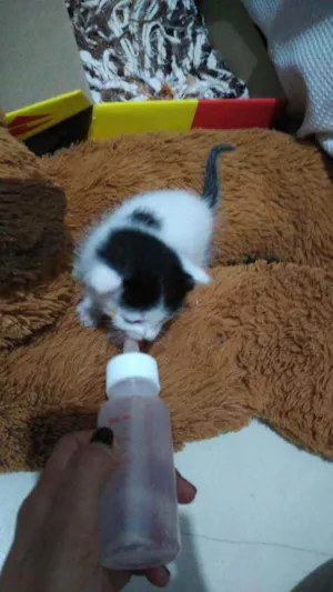 Gato raça Vira-lata idade Abaixo de 2 meses nome Tom
