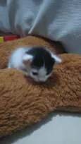 Tom