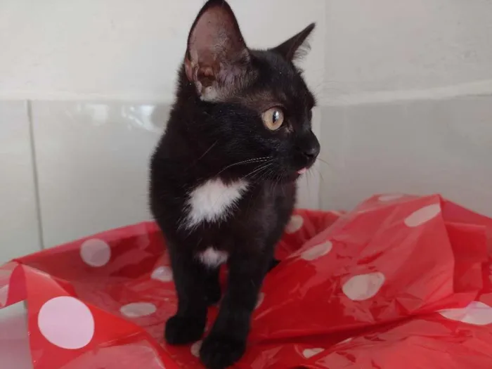 Gato ra a SRD-ViraLata idade 2 a 6 meses nome Dandara