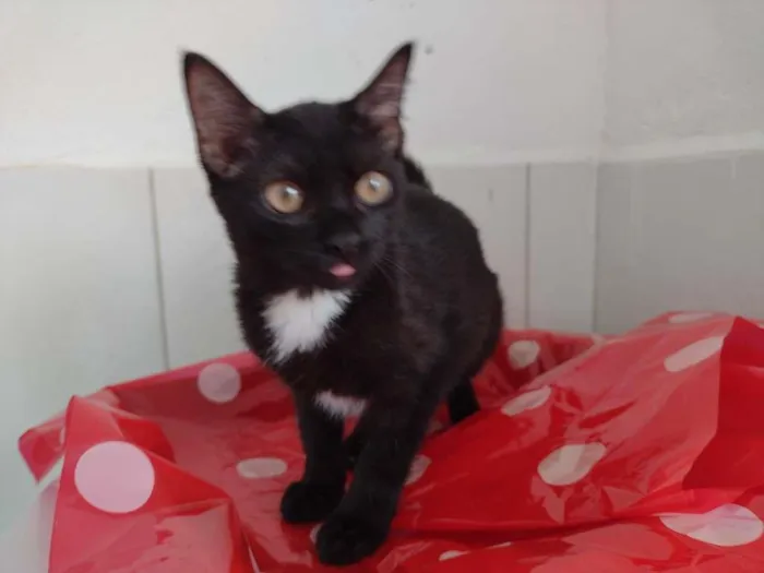 Gato ra a SRD-ViraLata idade 2 a 6 meses nome Dandara