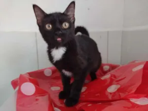 Gato raça SRD-ViraLata idade 2 a 6 meses nome Dandara