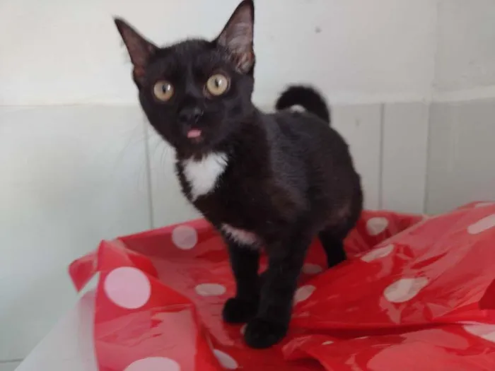 Gato ra a SRD-ViraLata idade 2 a 6 meses nome Dandara
