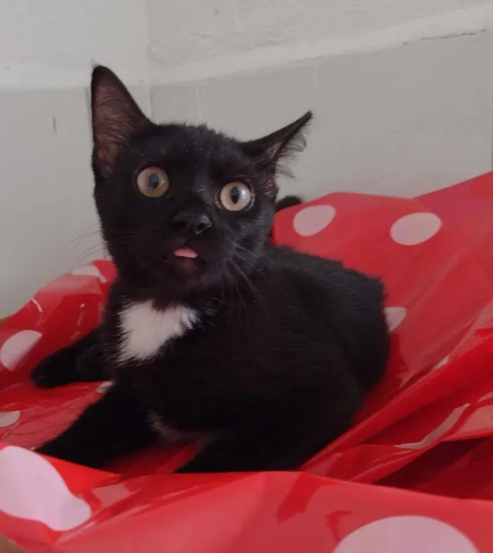 Gato ra a SRD-ViraLata idade 2 a 6 meses nome Dandara