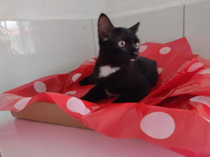 Gato ra a SRD-ViraLata idade 2 a 6 meses nome Dandara