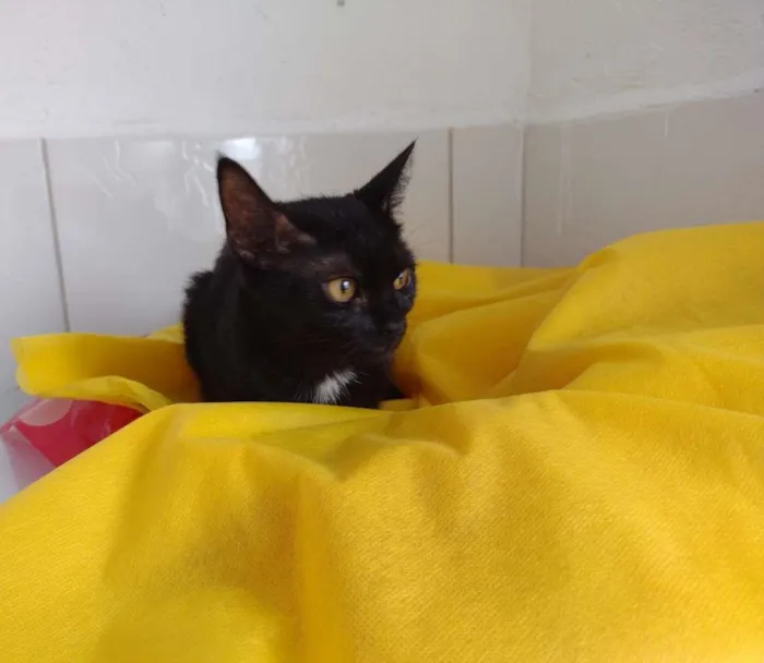 Gato ra a SRD-ViraLata idade 7 a 11 meses nome Tandara