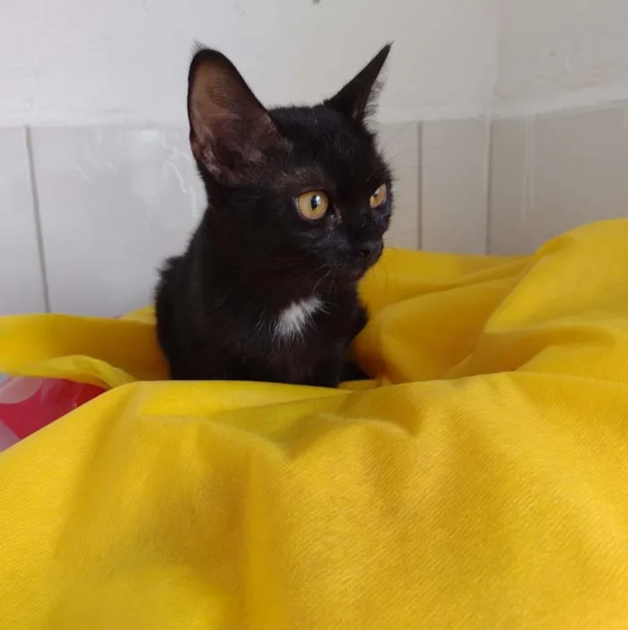 Gato ra a SRD-ViraLata idade 7 a 11 meses nome Tandara
