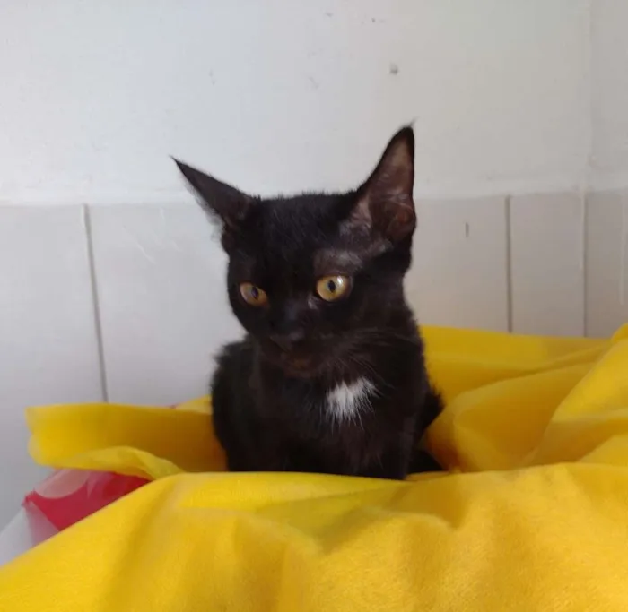 Gato ra a SRD-ViraLata idade 7 a 11 meses nome Tandara