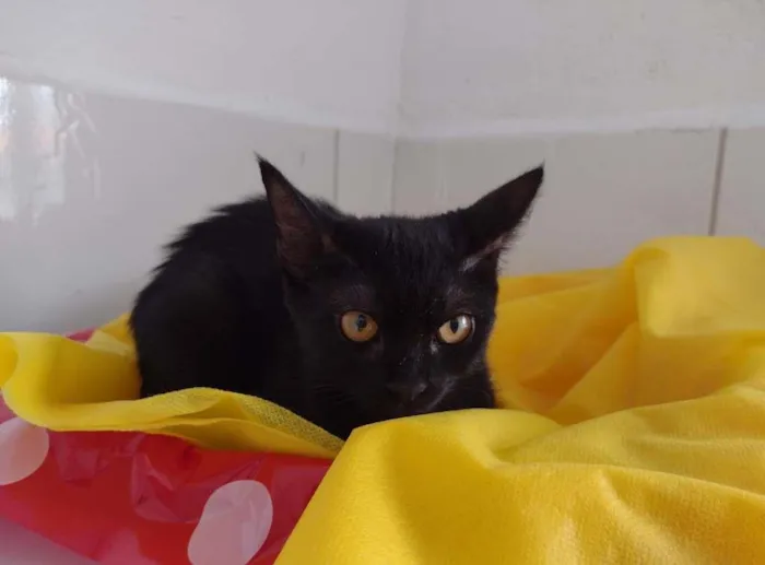 Gato ra a SRD-ViraLata idade 7 a 11 meses nome Tandara