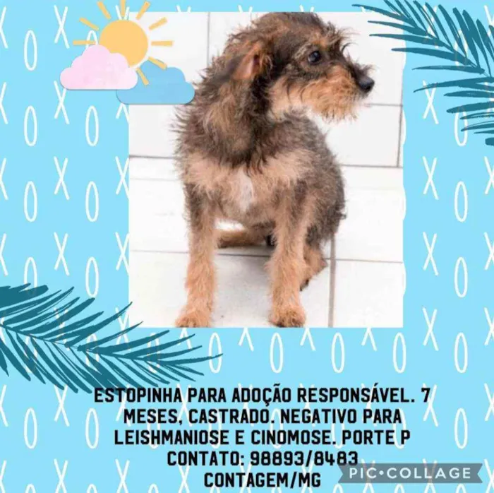 Cachorro raça SRD idade 7 a 11 meses nome Estopinha
