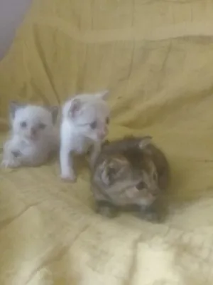 Gato raça SRD idade Abaixo de 2 meses nome Sem nome