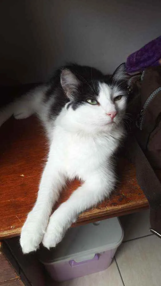 Gato ra a Srd  idade 7 a 11 meses nome Milly