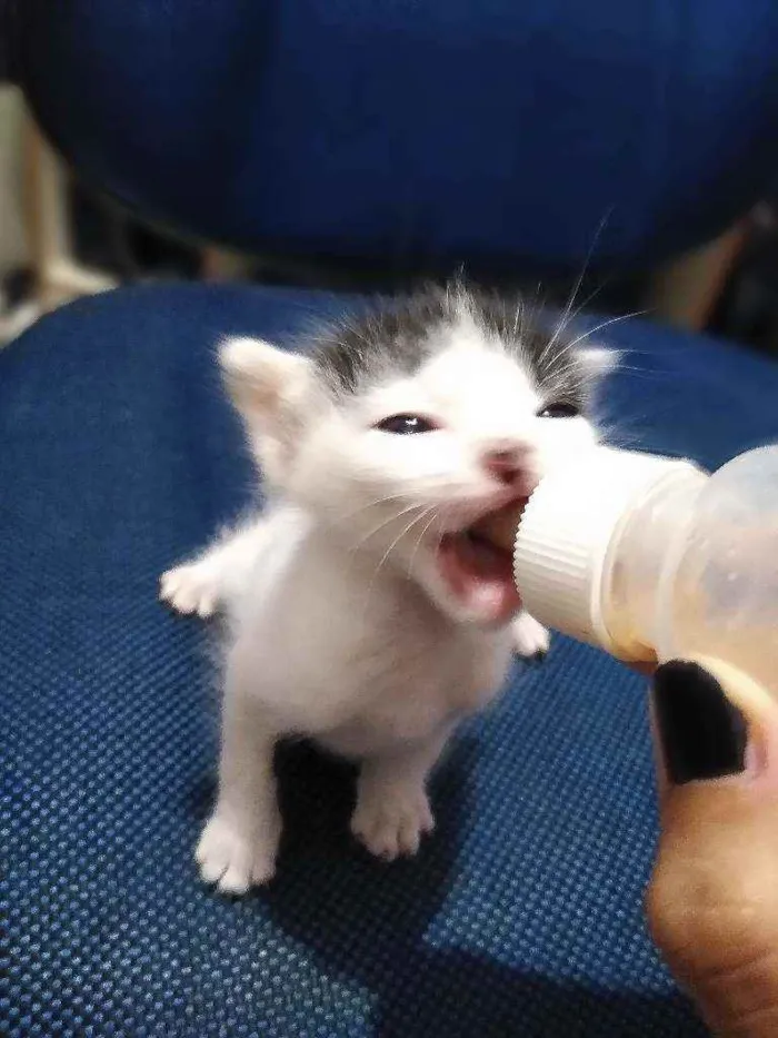 Gato ra a Vira-lata idade Abaixo de 2 meses nome Tom