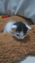 Tom