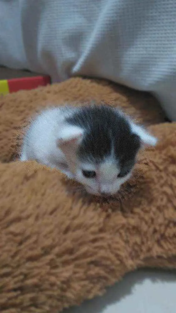 Gato ra a Vira-lata idade Abaixo de 2 meses nome Tom