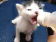 Tom