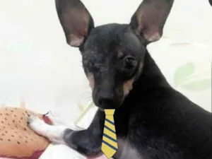 Cachorro raça Mestiço  idade 2 anos nome Kiko 