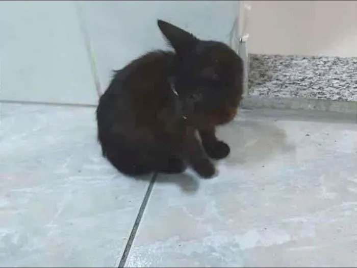Gato ra a Desconhecido idade Abaixo de 2 meses nome Sem nome