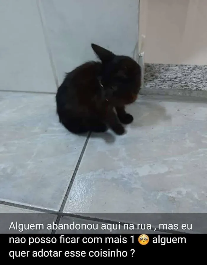 Gato ra a Desconhecida idade Abaixo de 2 meses nome Sem nome