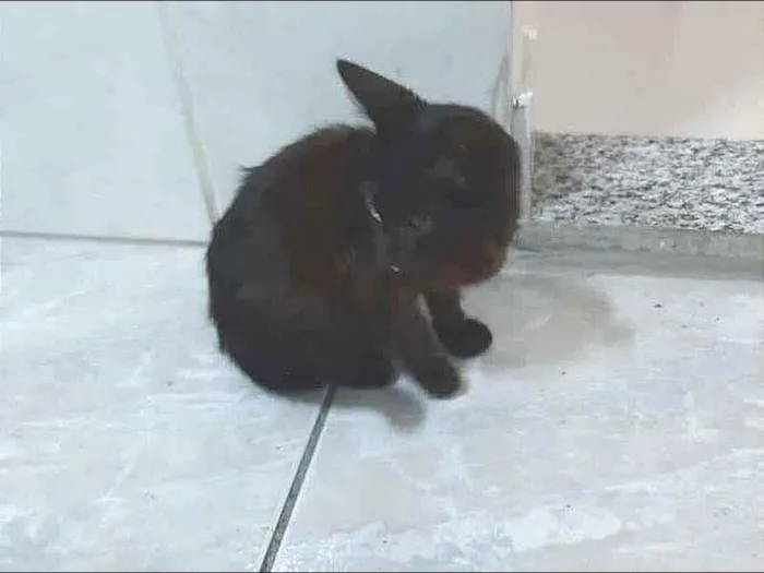 Gato ra a Desconhecida idade Abaixo de 2 meses nome Sem nome