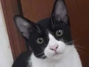 Gato raça Srd idade 2 a 6 meses nome Nenem