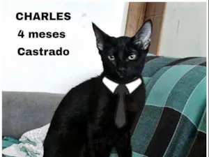 Gato raça Srd idade 2 a 6 meses nome Charles